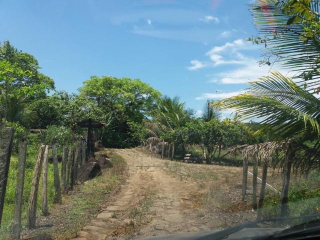 Fazenda no Jardim Grapiúna - Foto 2