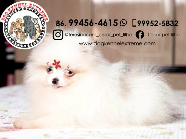 Spitz Alemão Anão Canil Teresina Lulu Da Pomerânia - Foto 5