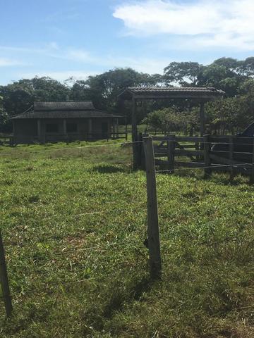 Sítio na Comunidade Carrijo à 60 Km do Trevo do Lagarto - Foto 12