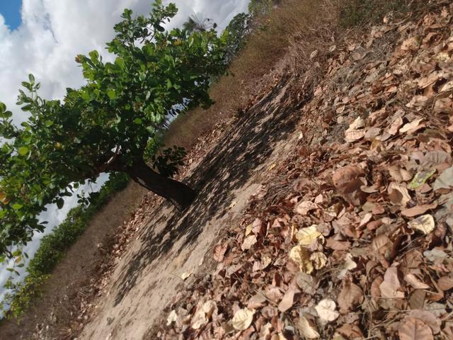 Terreno de 58 hactares com casa - Foto 14