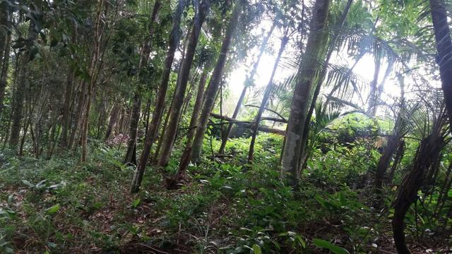 Terreno 1600M - Embu Guaçu - Foto 11