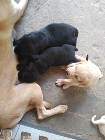 Vende_se filhotes de labrador - Foto 5
