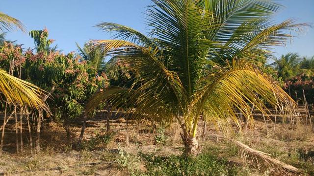 Vendo ou troco chácara na estrada da adutora - Foto 15