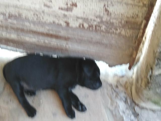 Vende_se filhotes de labrador - Foto 2