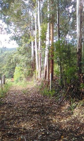Sítio com 2 dormitórios à venda, 200000 m² por r$ 350.000,00 - santa terezinha - canela/rs - Foto 11