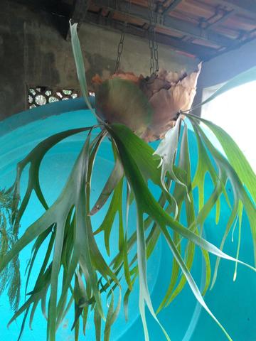 Planta chifre de veado Natural