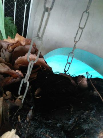 Planta chifre de veado Natural - Foto 2