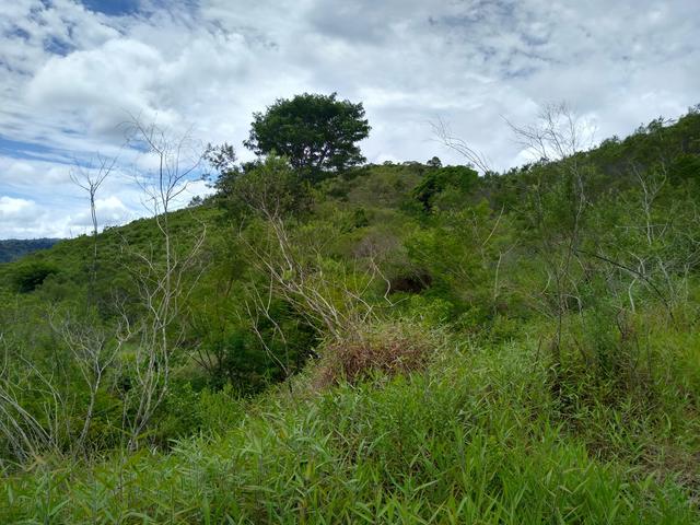 Sítio são Pau amarelo 5 Alqueires - Foto 4