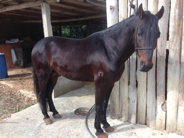 Cavalo Mangalarga