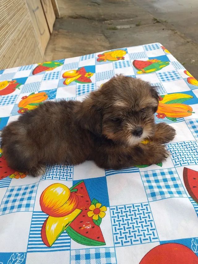 Filhote de Lhasa apso macho! - Foto 2