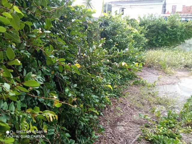 Poda de árvores ? limpeza de coqueiros * - Foto 3