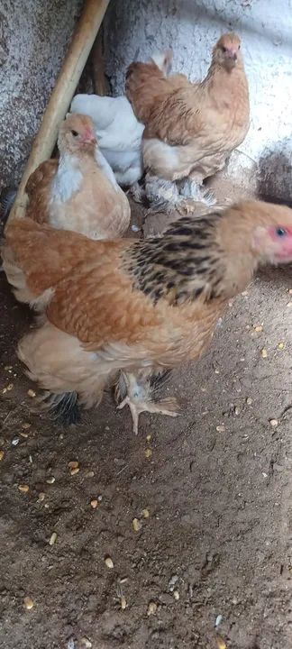 11 pintinhos Brahmas sortidos - Foto 3