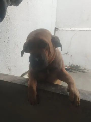 Filhote macho de fila brasileiro - Cachorros e acessórios - Vilar, Macaíba  1276670725