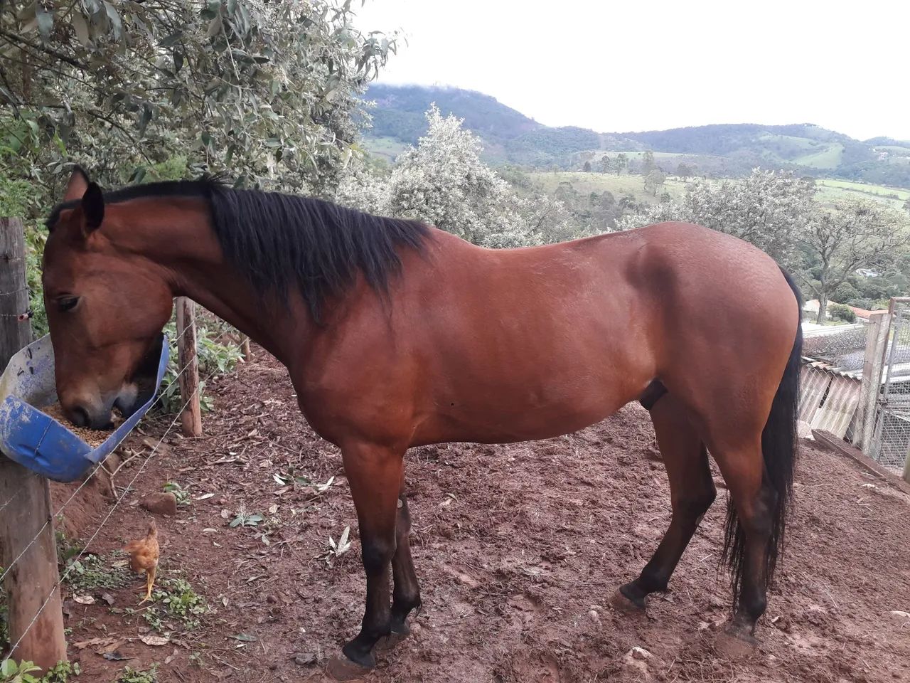 Cavalo para venda - Foto 3