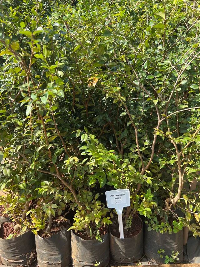 Muda de Jabuticaba Sabará 