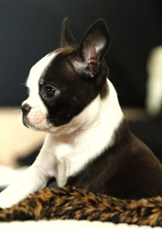 Boston terrier for olx fashion