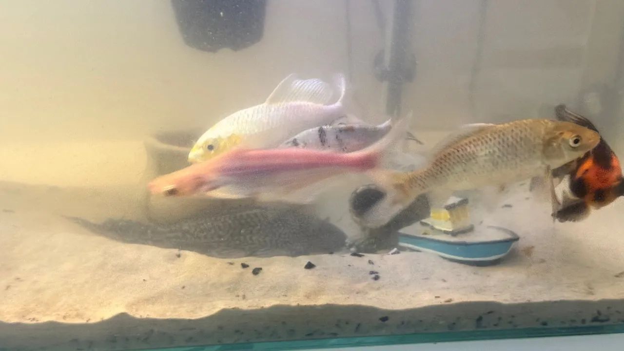 Aquário grande  - Foto 5