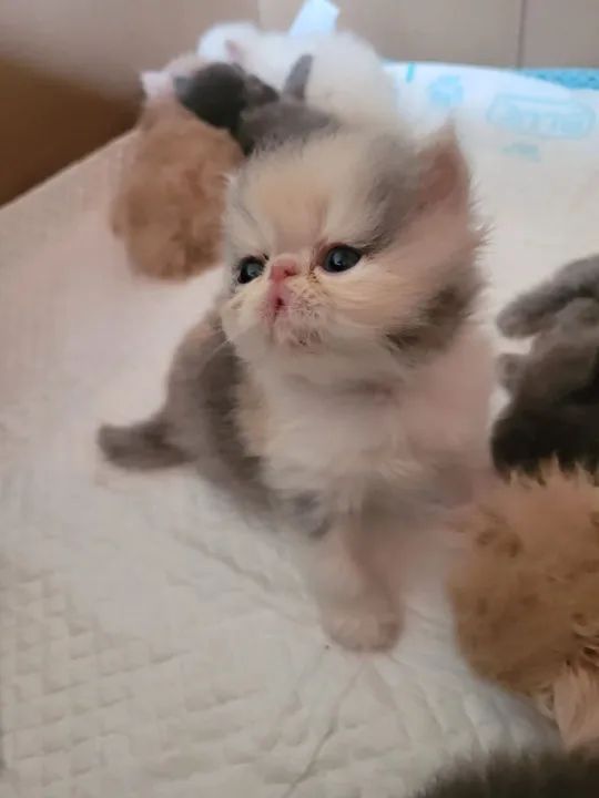 Gatinhos Persa tricolor 