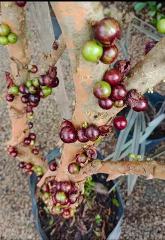 Jabuticaba produzindo Criciuma.sc.    - Foto 4