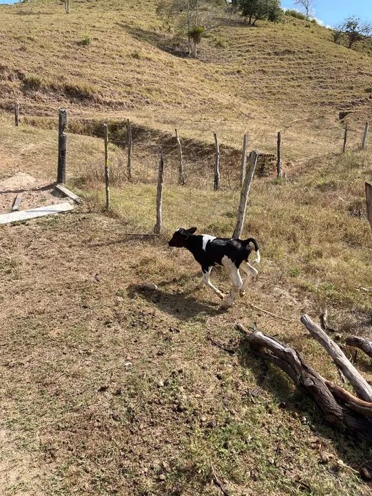 Bezerro recem nascido - Foto 3