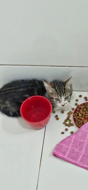 Adote um Gatinho e Ganhe um Amigo para a Vida! ? - Foto 3