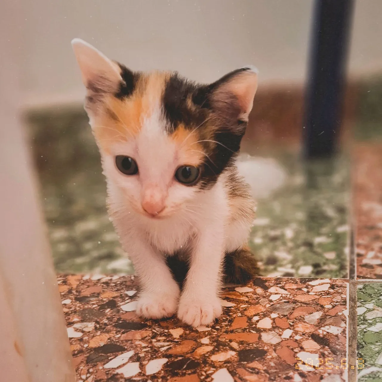 Gatinhos para adoção 