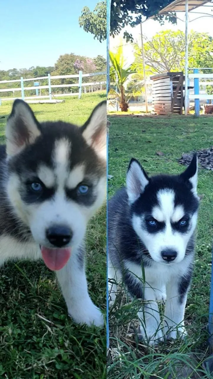 Peludos e Cheios de Energia! Husky siberiano