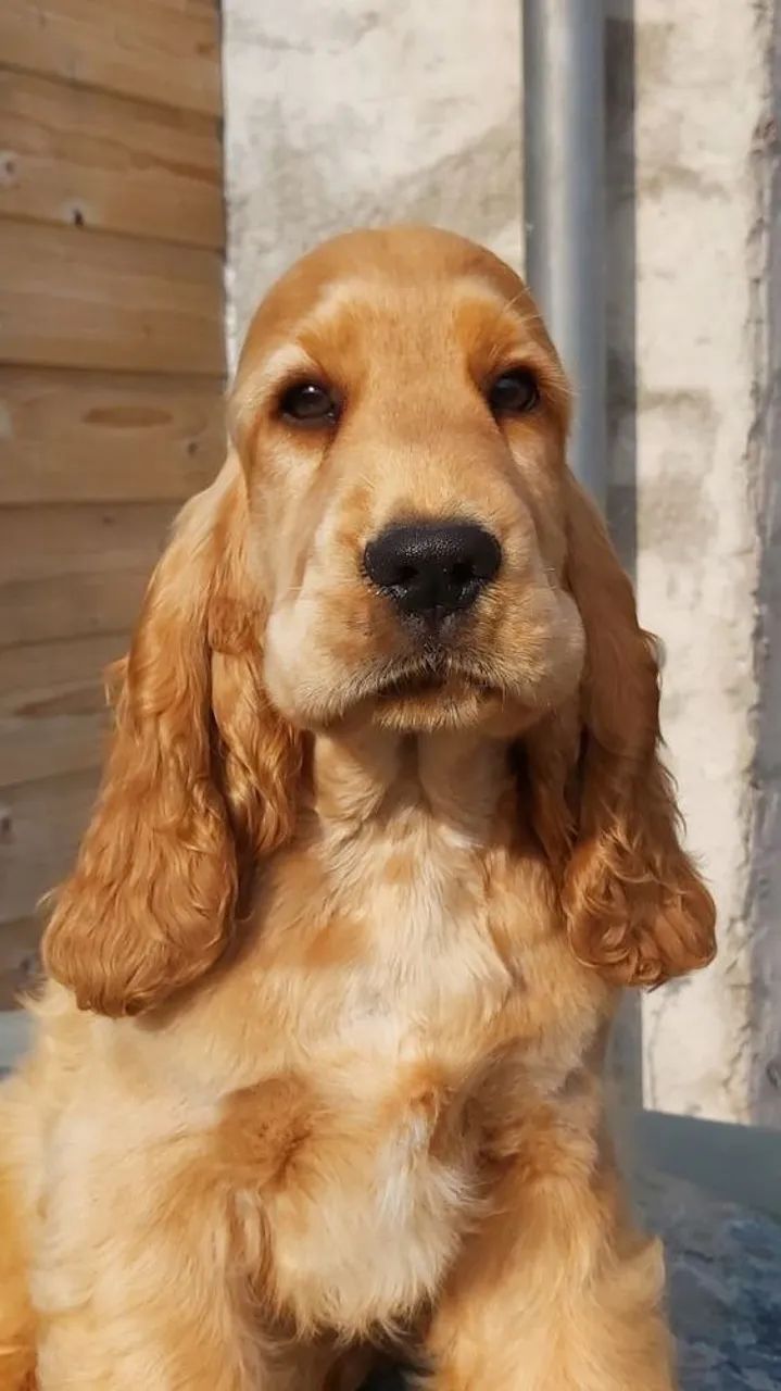  Cocker Spaniel Inglês Para Criança