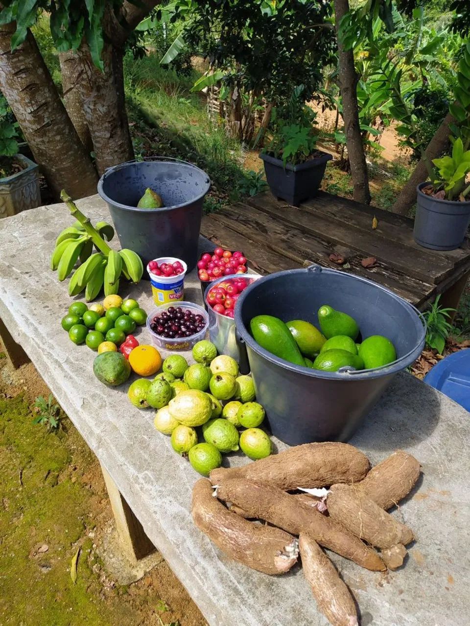 Vendo Chacara Domingos Martins Casa 3Q em Panelas a 7km Br262 e de 4km Biriricas - Foto 11