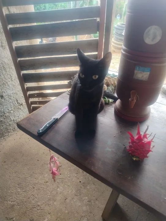 Gatinhos fofinhos para adoção - Foto 4