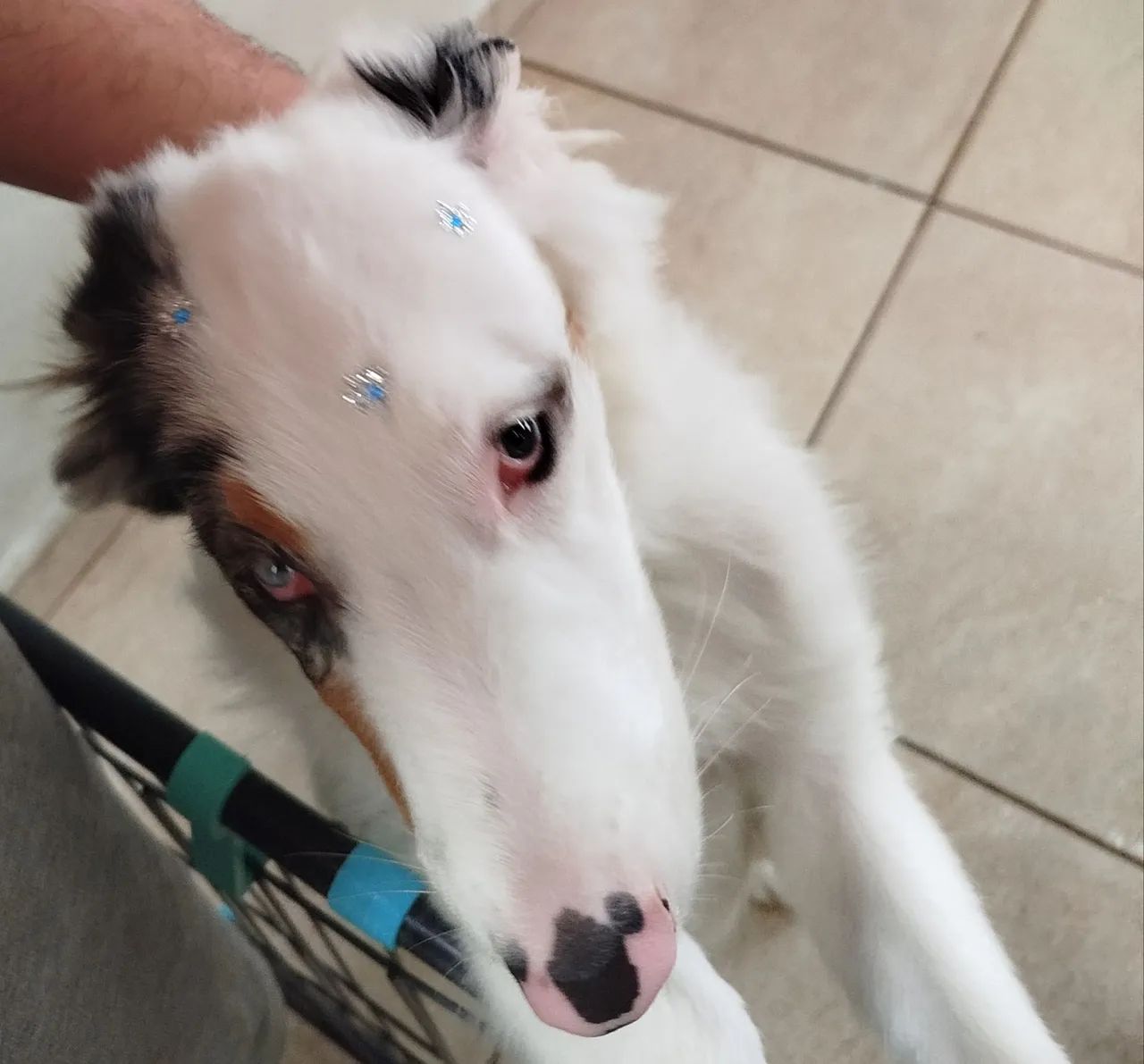 Border Collie Merle Tricolor  - Foto 4