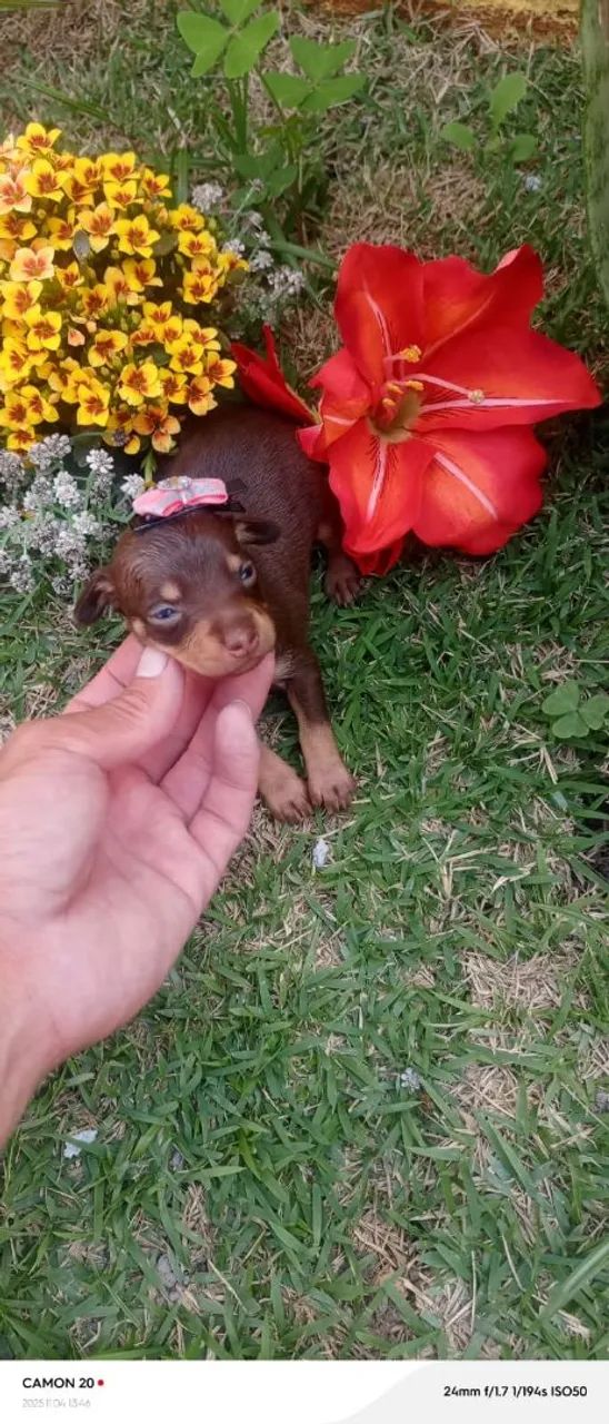 Pinscher fêmeas chocolate - Foto 3