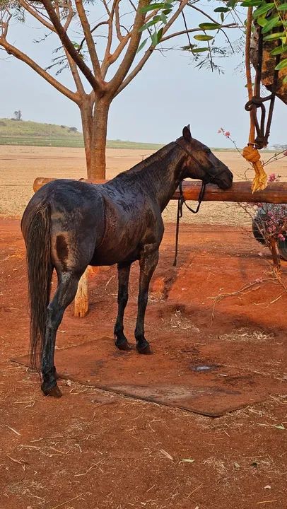 Égua Mangalarga Marchador - Marcha Picada (9 anos) - Foto 3