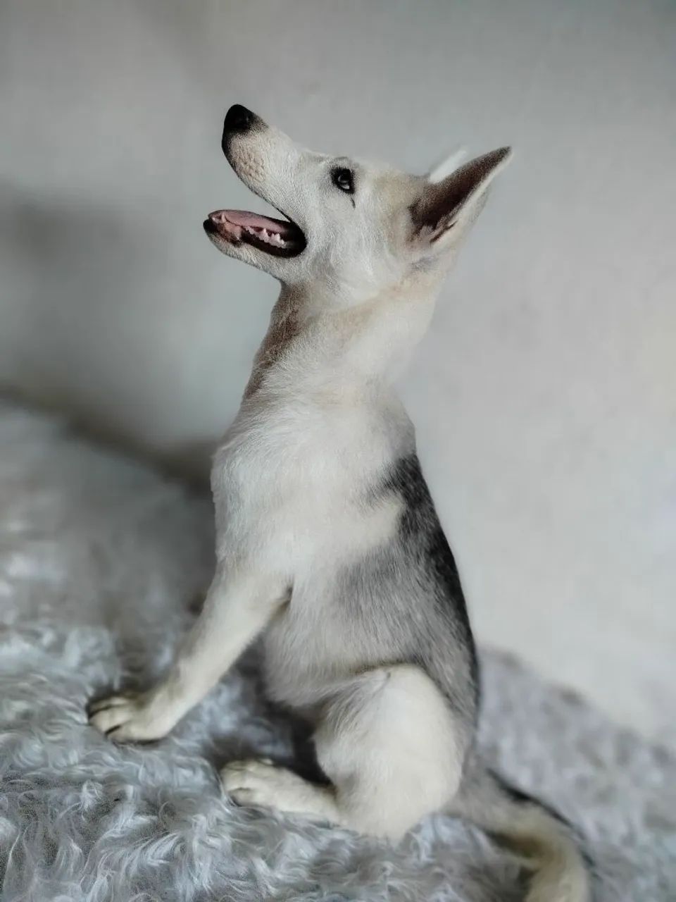 Filhote Husky Siberiano - Foto 2