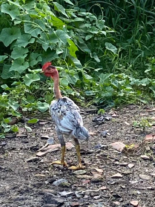 Frangos polacos  machos 