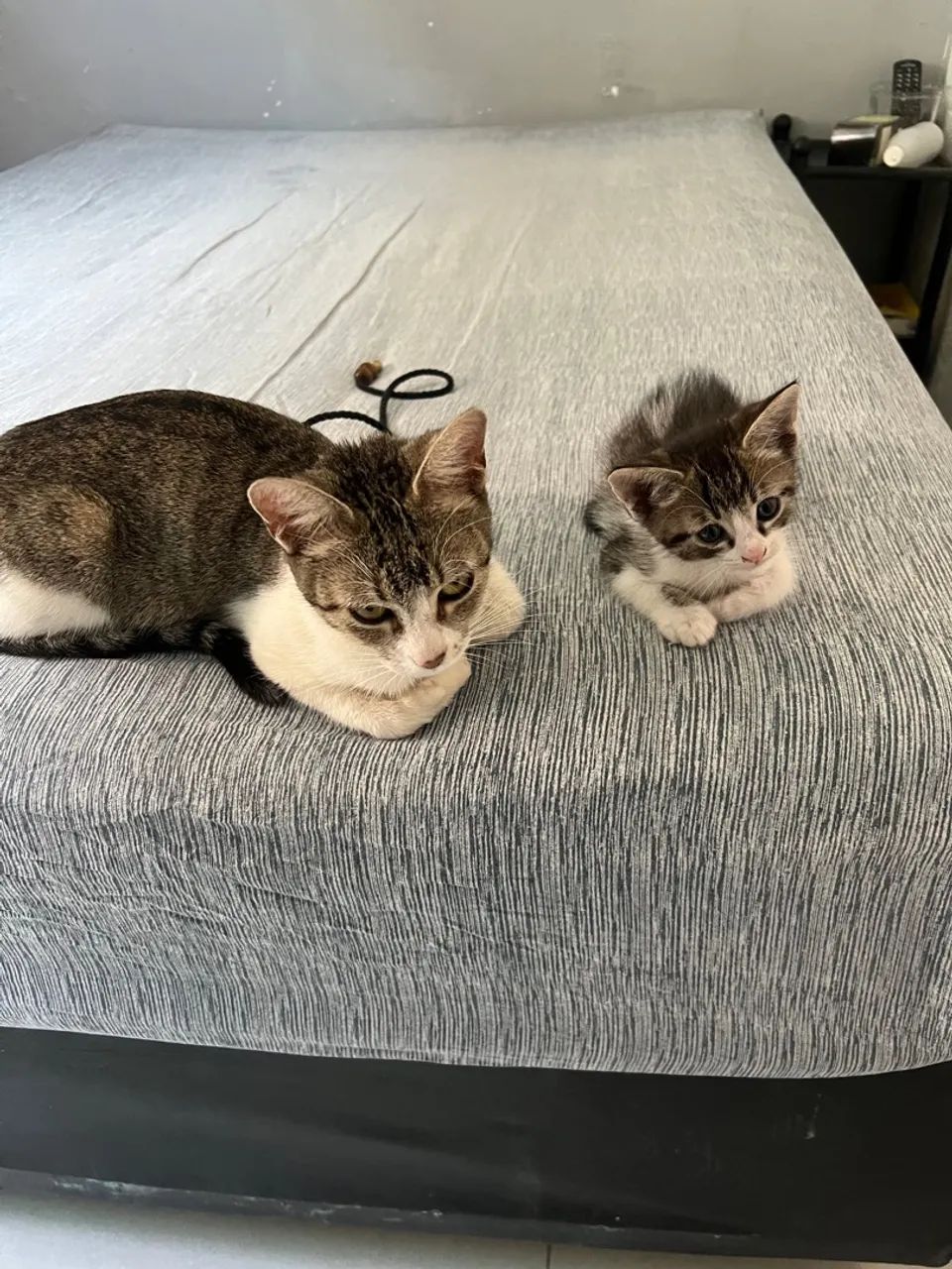 Gatinho para adoção  - Foto 3