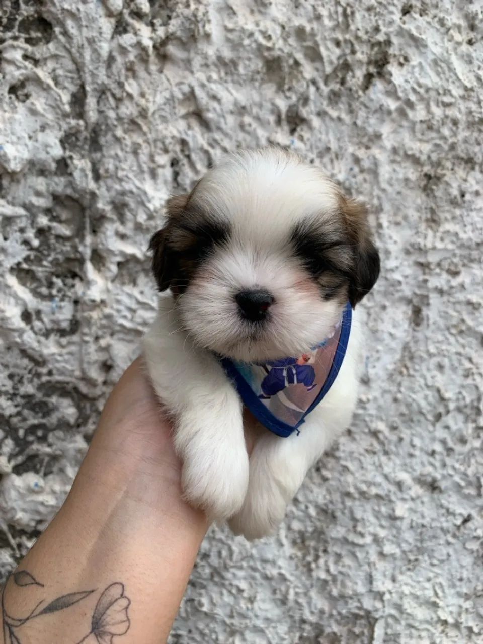 Shihtzu macho - Foto 5