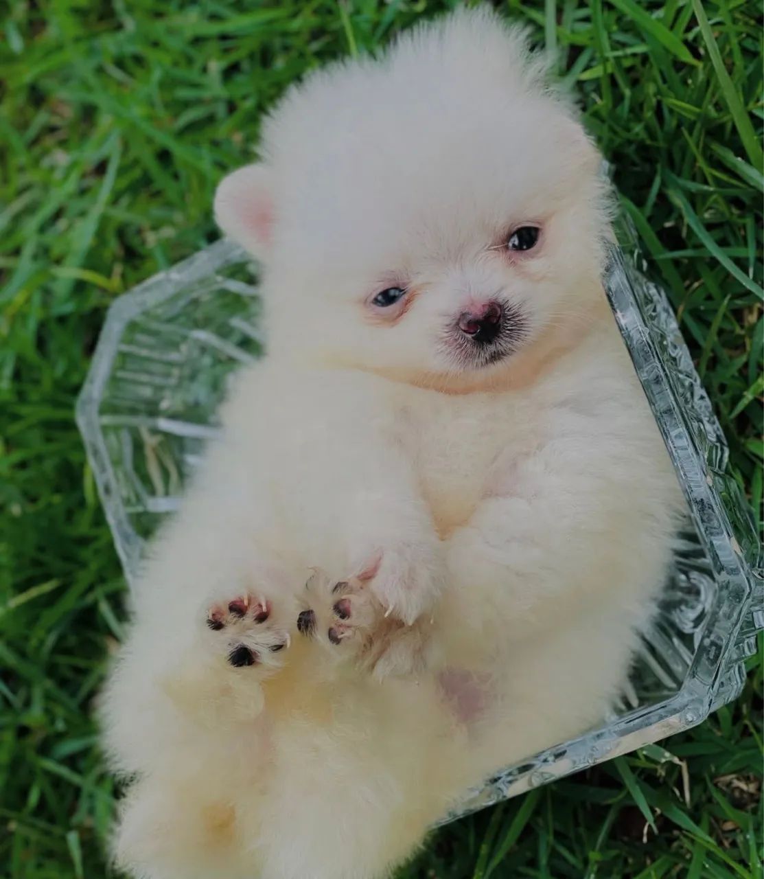 Lulu da Pomerania Anão  - Foto 2