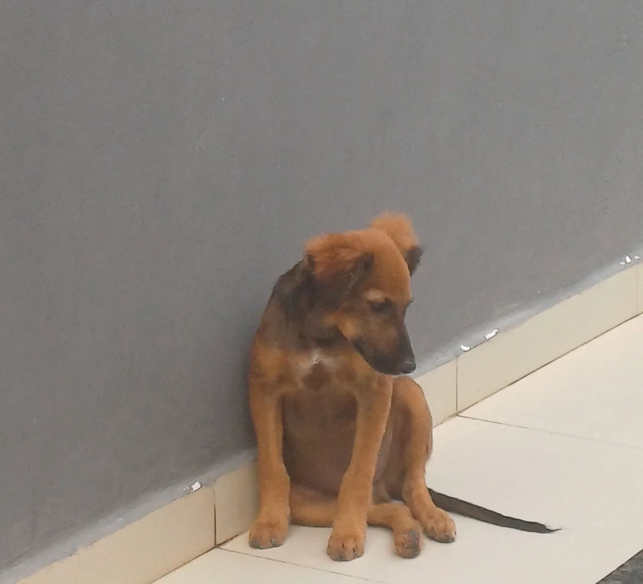 Filhote adorável à procura de um lar