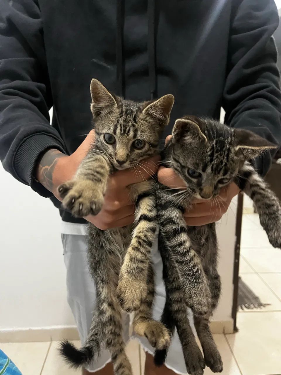 Filhotes de gato para doação  - Foto 2