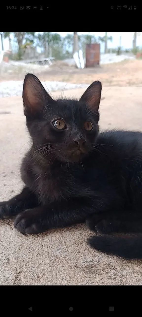 Dois Gatinhos Pretos Lindos para Adoção - Foto 2