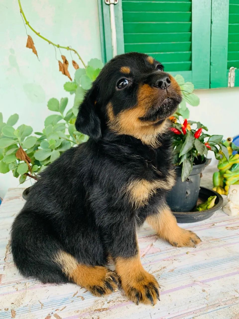 Filhote Rottweiler