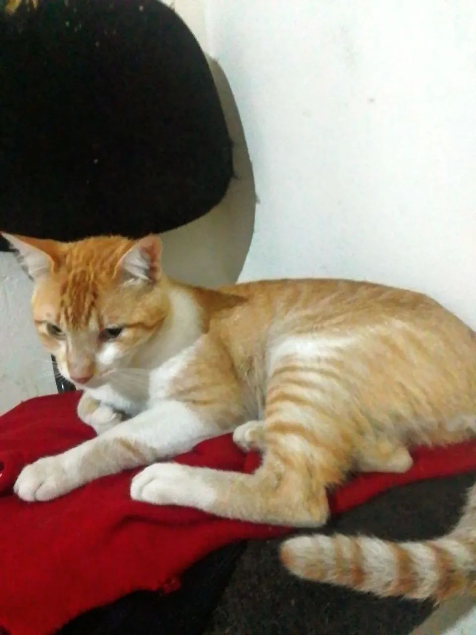 Gatinho Amarelo adoção responsável - Foto 2