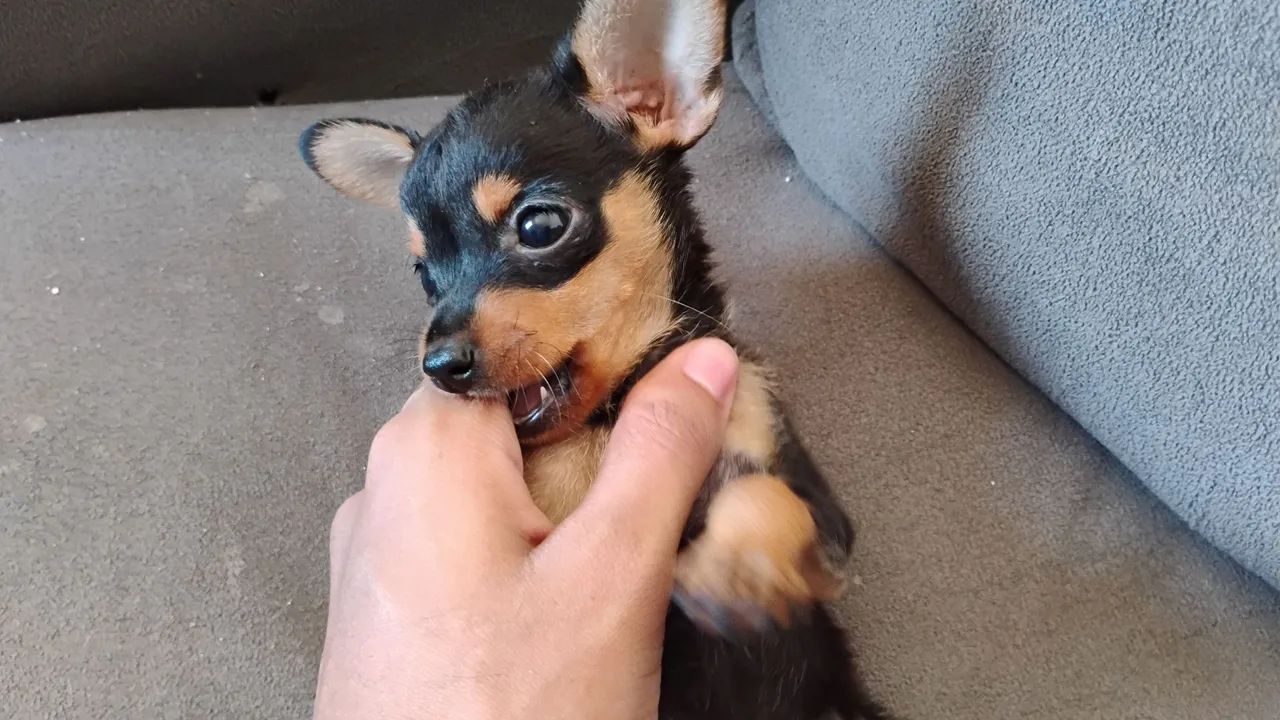 Filhote de Pinscher 1 - Foto 3