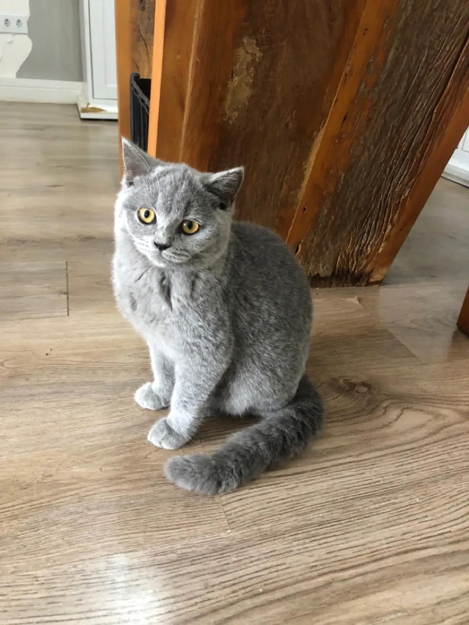 Gatinha Cinza British Shorthair disponível !