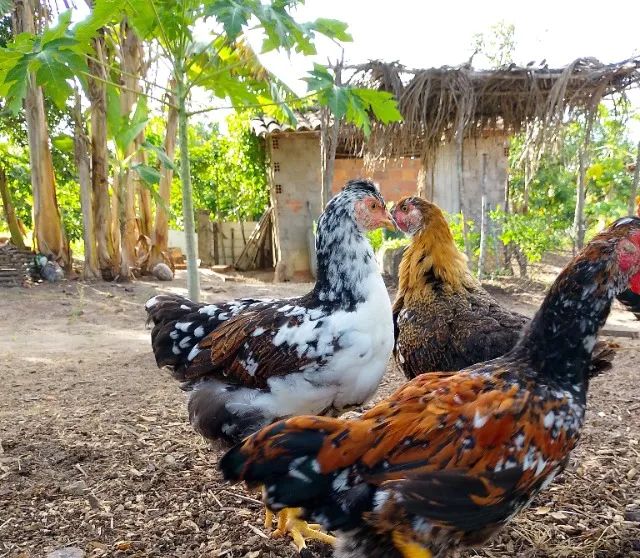 Ovos férteis GSB  - Foto 3