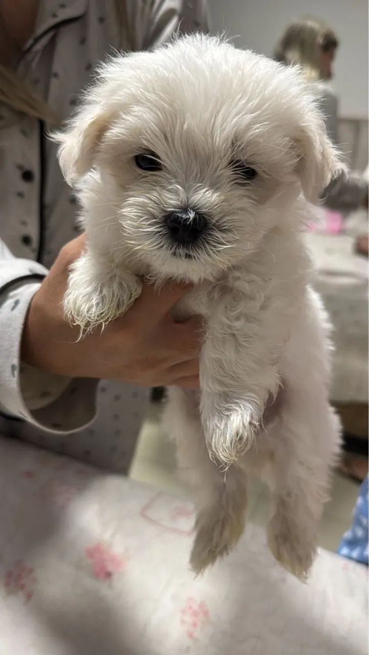Filhote de Maltês, Seu novo cãopanheiro está pronto para mudar sua rotina!