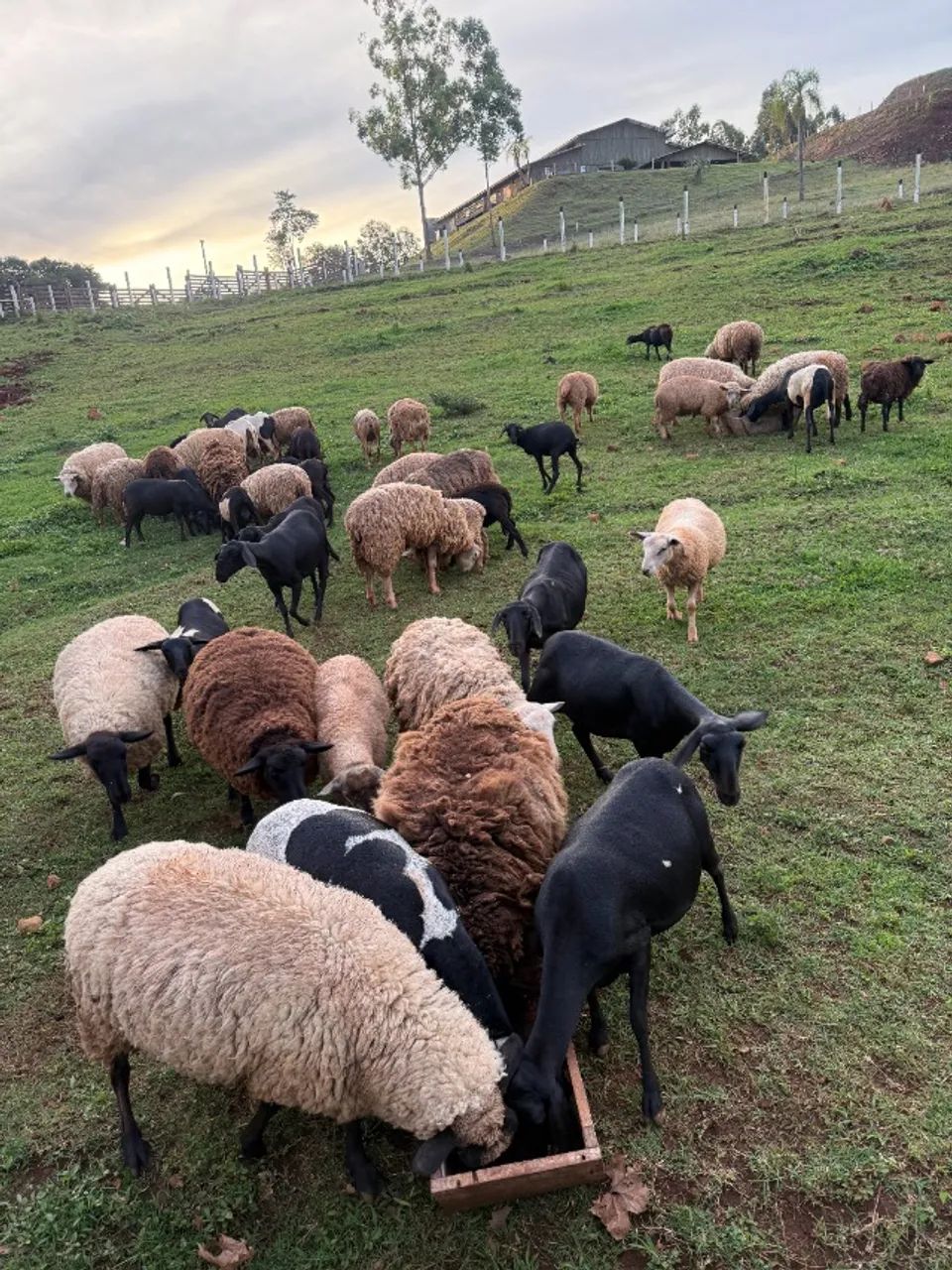 Ovelhas Texel e Suffolk puras - Genética de Qualidade 