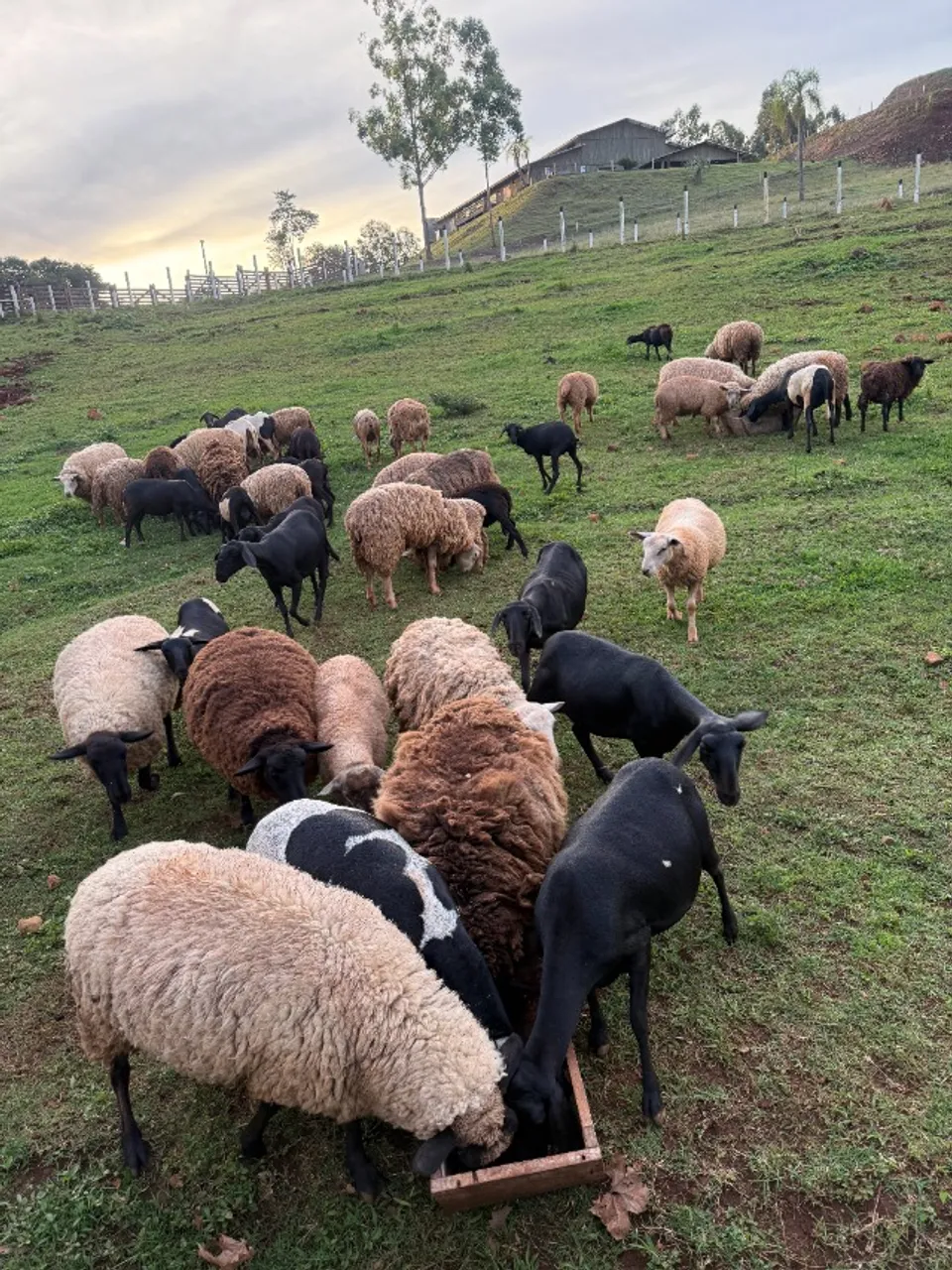 Ovelhas Texel e Suffolk puras - Genética de Qualidade
