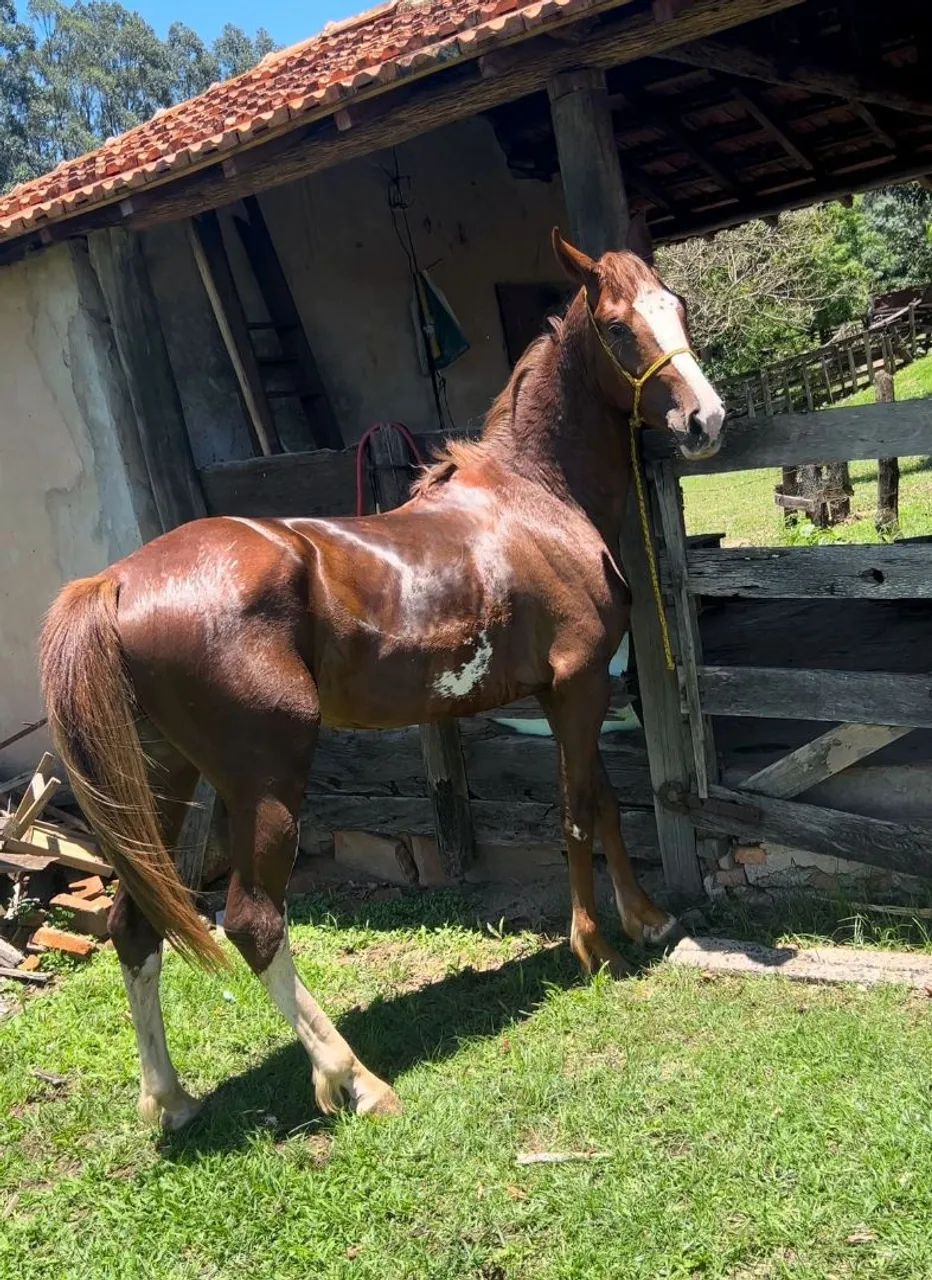 Vendo ou troco manga larga toppp  - Foto 2